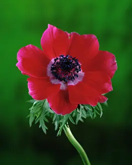 Exquisite: Anemone