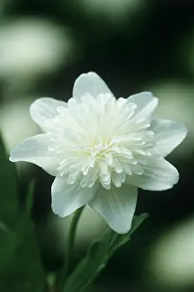 Nemorosa: Anemone