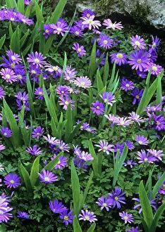 Blanda: Anemone