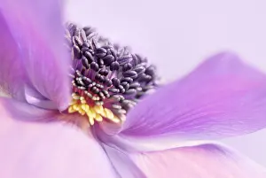 Coronaria: Anemone