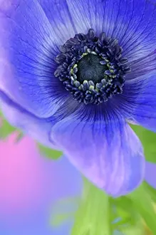 Coronaria: Anemone