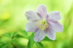Nemorosa: Anemone