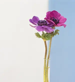 Combined: Anemone