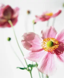 Windflower: Anemone