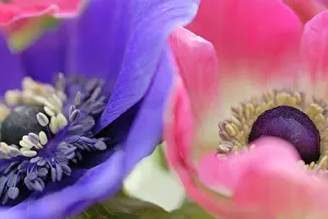 Coronaria: Anemone
