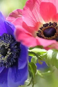 Nurturing: Anemone
