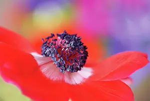 Coronaria: Anemone