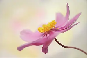 Charlotte: Anemone