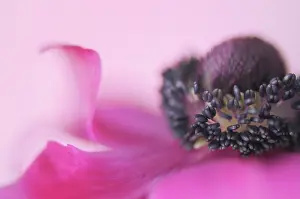 Coronaria: Anemone
