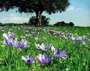 Blissful: Anemone
