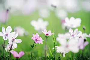 Blissful: Anemone