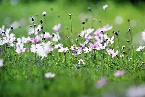 Blissful: Anemone