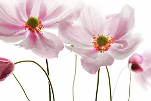 Windflower: Anemone
