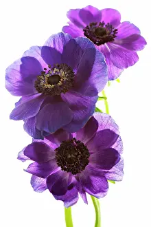 Coronaria: Anemone