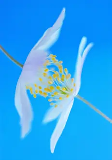 Nemorosa: Anemone