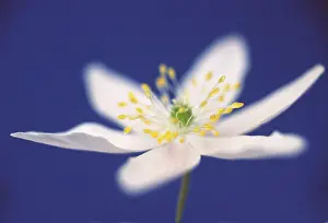 Nemorosa: Anemone
