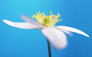Nemorosa: Anemone
