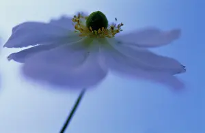 Hybrida: Anemone