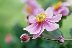 Windflower: Anemone