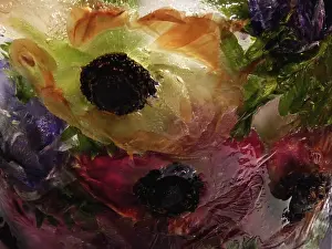 Iced: Anemone