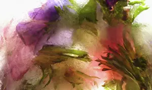 Iced: Anemone