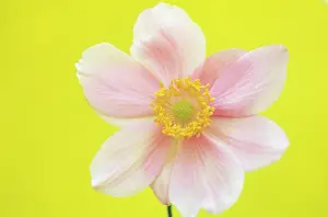 Windflower: Anemone
