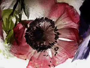 Iced: Anemone