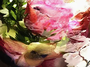 Iced: Anemone