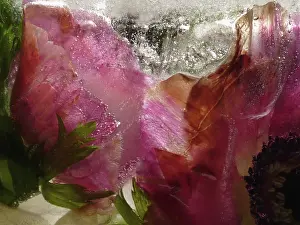 Iced: Anemone