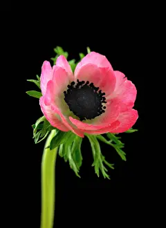 Coronaria: Anemone