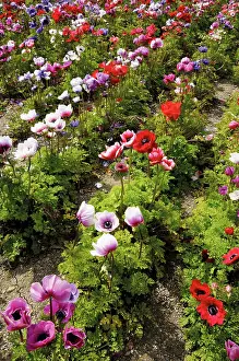 Organized: Anemone