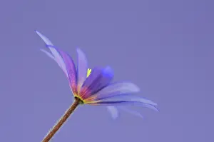 Blanda: Anemone