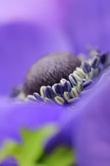 Coronaria: Anemone