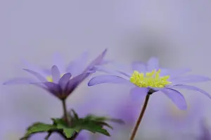 Blanda: Anemone