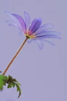 Blanda: Anemone