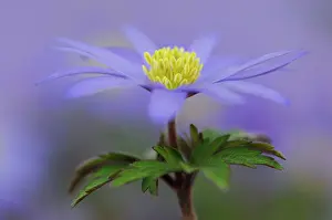 Blanda: Anemone
