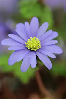 Blanda: Anemone