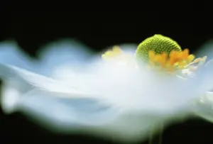 Inspiring: Anemone