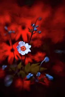 Windflower: Anemone