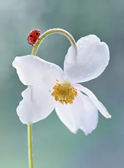 Flexible: Anemone