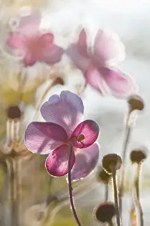 Vein: Anemone