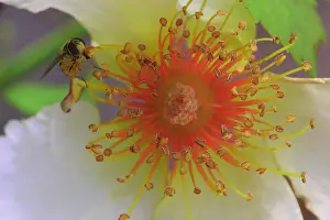 Hoverflies: Anemone