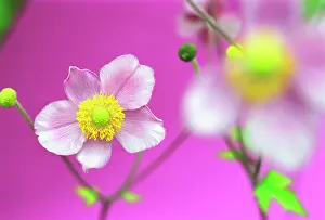 Feminine: Anemone