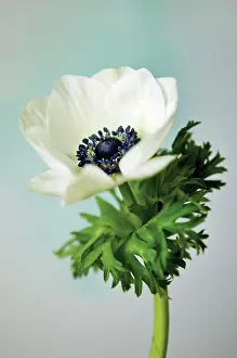 Innocence: Anemone
