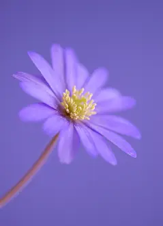 Blanda: Anemone