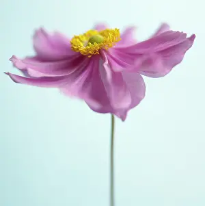 Carefree: Anemone