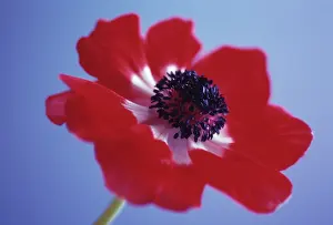 Blown: Anemone