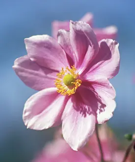 Windflower: Anemone
