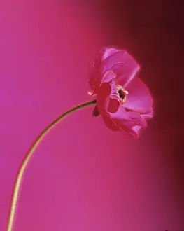 Tuber: Anemone