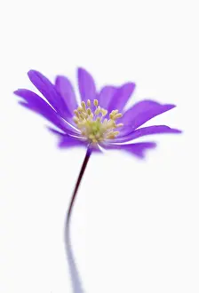 Dainty: Anemone